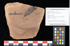 Foto (Objekt + Etikett) von Quercus palaeoilex Ettingshausen (NHMW-GEO-2024-0188-0853)